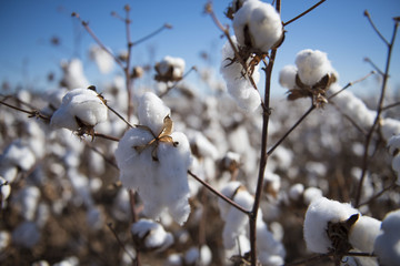 Cotton ready to pick