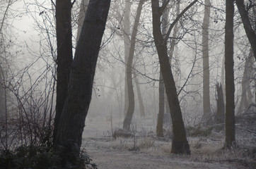 Misty Forest on a Cold Silent Morning