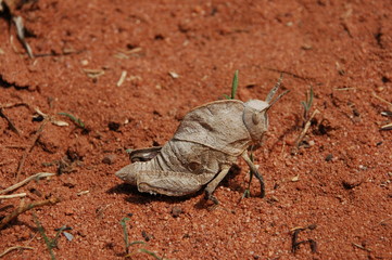 Spezieller Grashüpfer auf rotem Sand, Tanzania