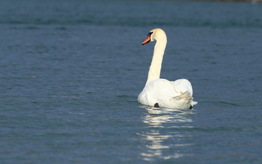 Fototapeta premium Swan