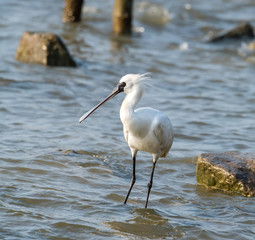 Black-faced Spoonbill in waterland