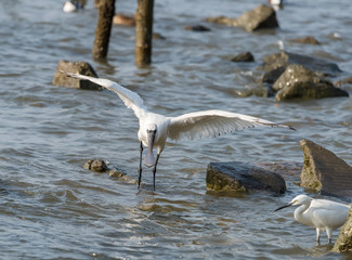 Black-faced Spoonbill in waterland