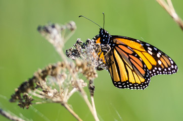 Monarch Butterfly Resting on a Dried Desert Flower