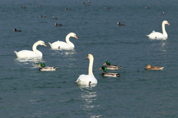 Water birds on the lake