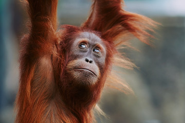 Orangutan. portrait of young monkeys © Baranov