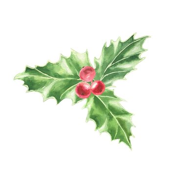 Watercolor hand drawn Christmas bouquet, holly green leaves and red berries, isolated on white background. Winter holidays festive illustration.