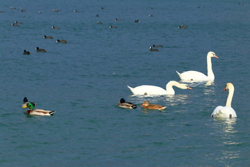 Water birds on the lake