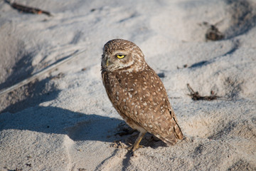 burrowing owl.