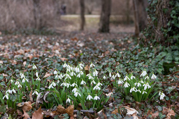 white snowdrop flowers in spring