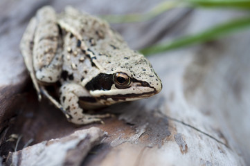 macro photo of a small frog in nature