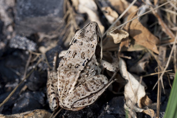 macro photo of a small frog in nature