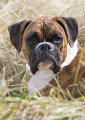 Fototapeta premium Puppy Boxer dog portrait laying in a grassy field on a sunny day.