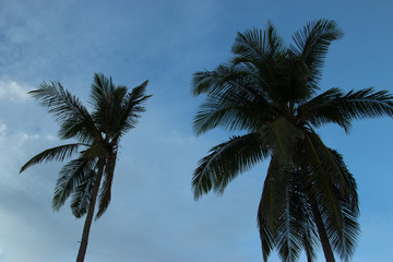 Fototapeta na wymiar Dark palm trees against the sky.