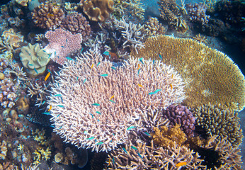 Naklejka na ściany i meble Underwater landscape with coral reef and tropical fish. Pink coral undersea photo.