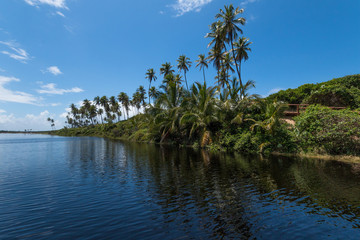 Fototapeta na wymiar Tropical landscape with coconut trees of the Brazilian coast
