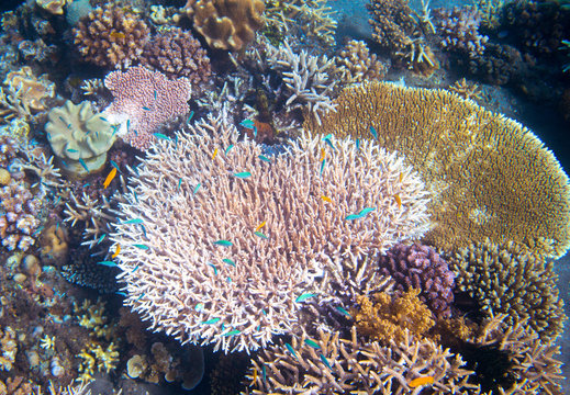 Fototapeta Underwater landscape with coral reef and tropical fish. Pink coral undersea photo.