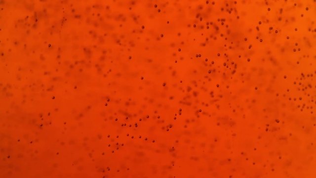 Close up background of pouring sparkling cola soda water with bubbles or dark lager beer in glass, low angle side view, slow motion