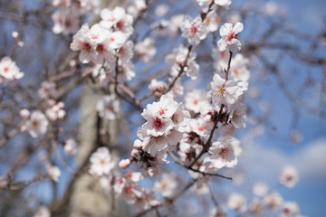 Obraz premium blossoming almond tree