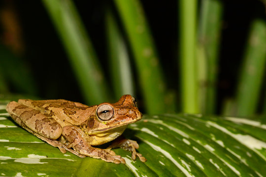Common Mexican Tree Frog in Costa Rica