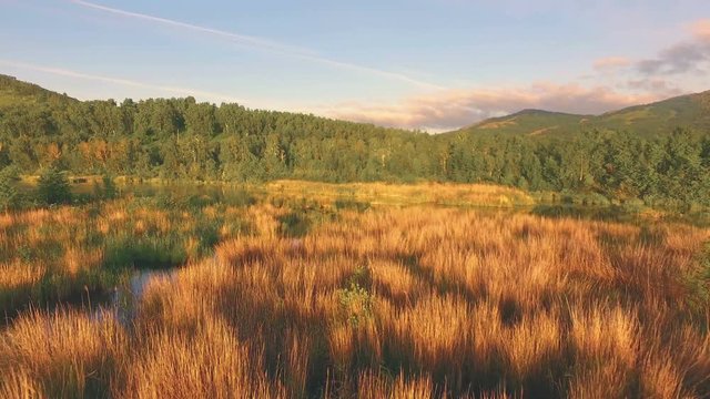 AERIAL: A beautiful lake, overgrown with sedge on the background of a dense forest and a mountain chain. Summer dawn in the wild. peaceful place for tourism, rest and travels.