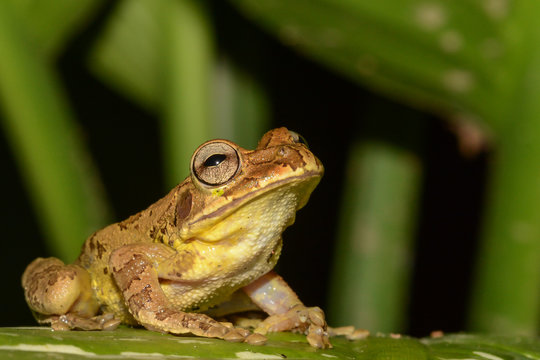 Common Mexican Tree Frog in Costa Rica