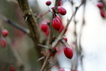 Beeren