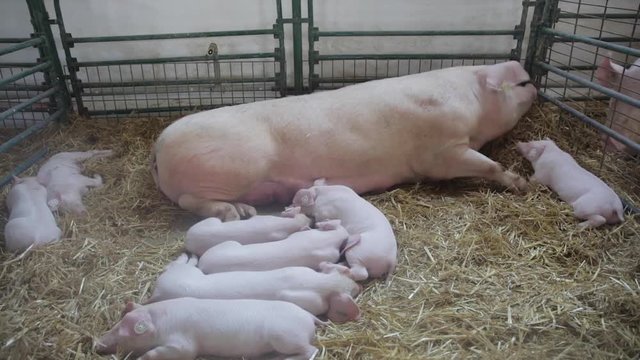 Big Sow With Sleepy Piglets in Pen at Farm