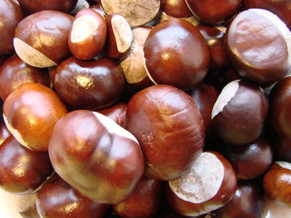 Horse chestnut, close-up, brown background. Natural fruit background, macrophoto