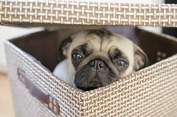 Sad cute small puppy pug hiding in the brown box