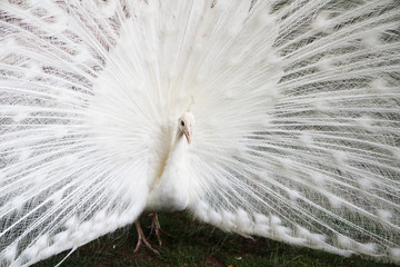 Obraz premium A white peacock at bus station in Budva, Montenegro