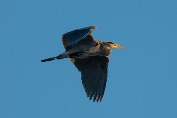 Double-crested cormorant taking off in North California marsh 