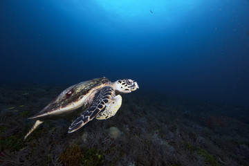 Obraz na płótnie Canvas Hawksbill Sea Turtle (Florida)