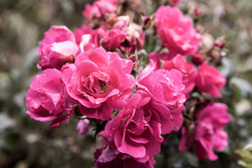 Rosa Rosenstrauß im Garten