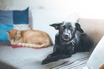 Katze und Hund liegen entspannt auf Couch, Katze in der Unschärfe