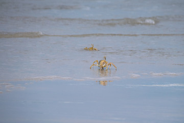 Atlantic Ghost Crab in shallow water on Santa Maria Beach, Boa Vista Cape Verde
