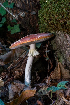 Amanita muscaria. Mushroom in a chestnut forest.