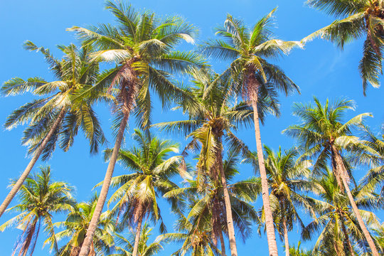 Tall palm tree forest on blue sky background. Coco palm photo.
