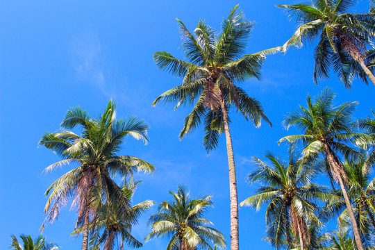 Green palm tree crowns on blue sky background. Coco palm forest photo. © Elya.Q