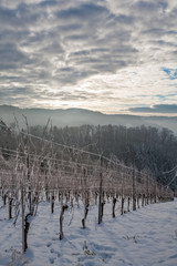 Reben im Winter bei Sonnenaufgang