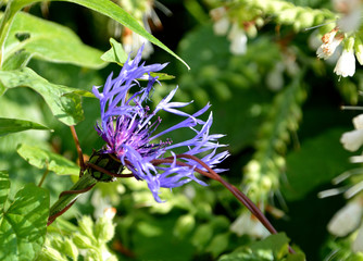 Blue Cornflower strangled by a creeper