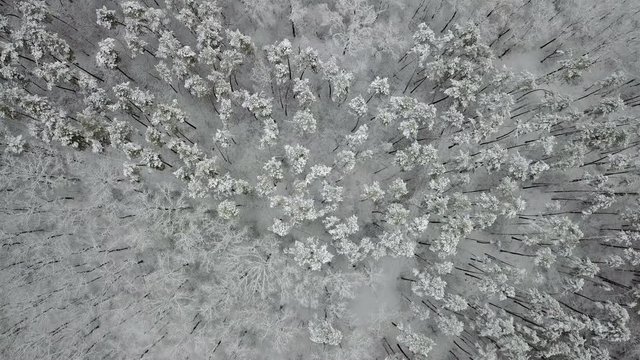 Aerial view of the snow-covered pine branches, top view