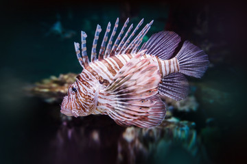 Pterois volitans. Red lionfish (Pterois volitans) aquarium fish