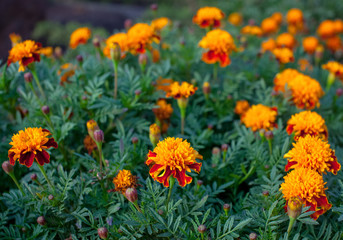 A flower bed of bright fragrant beautiful orange luxuriantly blooming marigolds growing in the garden under the open sky in the open field. A plant with healing medicinal properties.
