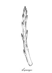 Hand Drawn of Fresh Green Asparagus on White Background