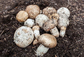 Champignon growing in the forest. Forest mushroom Agaricus macrosporus growing group in the forest.
