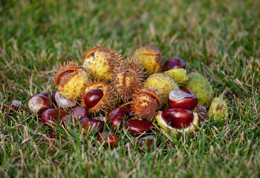 Fallen from the trees and peeled chestnuts in the shell lying on the ground Autumn October afternoon outdoors