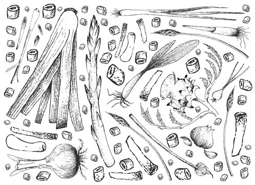 Hand Drawn of Bulb and Stem Vegetables Background