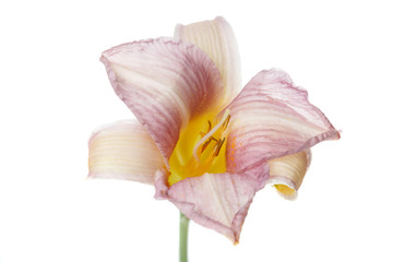 Fototapeta na wymiar Delicate pink-yellow flower daylily hybrid isolated on white background.