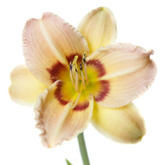 Fototapeta na wymiar Delicate yellow flower daylily hybrid isolated on white background.