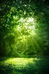 Foto op Aluminium Prachtig landschap met zonlicht schijnt door groene bomen en gras © littleny